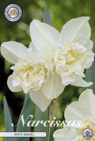 Narcissus Double Mixed 6-pack