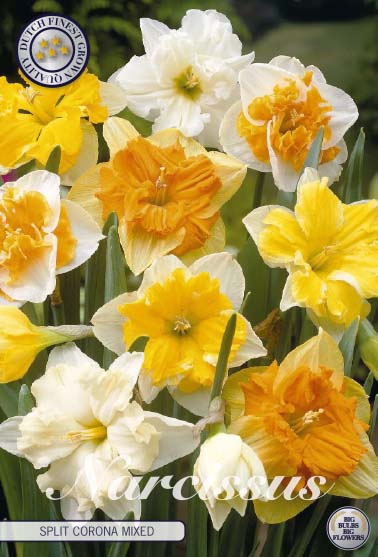 Narcissus Splitcrown Mixed 5-pack