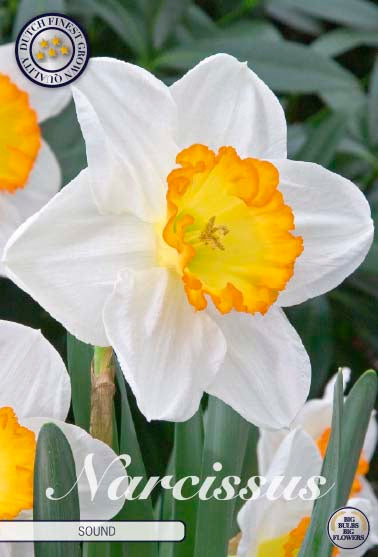 Narcissus Sound 5-pack