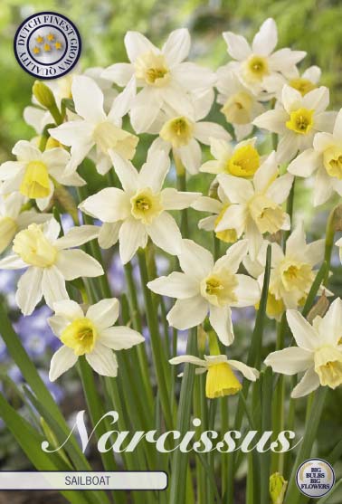 Narcissus Sailboat 10-pack