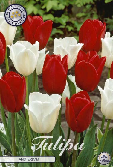 Tulipa Amsterdam 10-pack