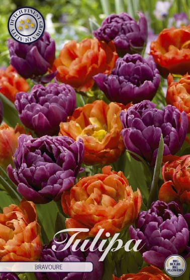 Tulipa Bravoure 10-pack