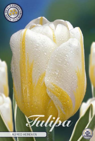 Tulipa Alfred Heineken 10-pack