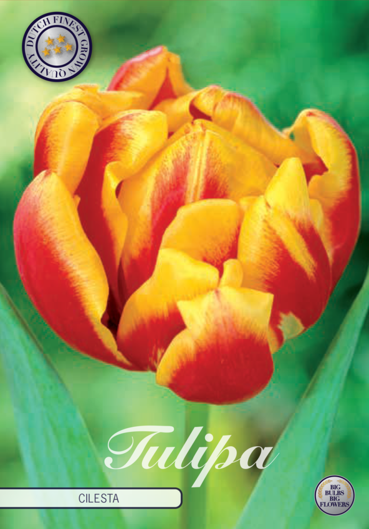 Tulpan Cilesta 7-pack