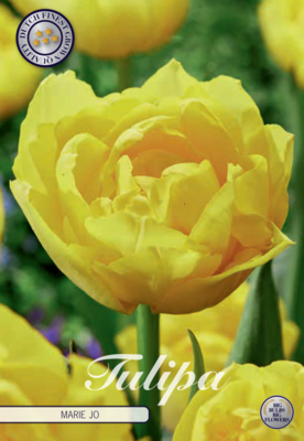 Tulpan Mary Jo 7-pack