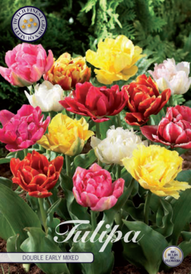 Tulpan Double Early Mixed 7-pack