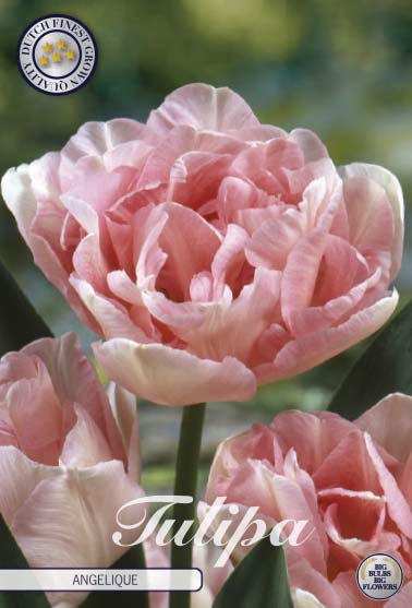 Tulipa Angelique 7-pack