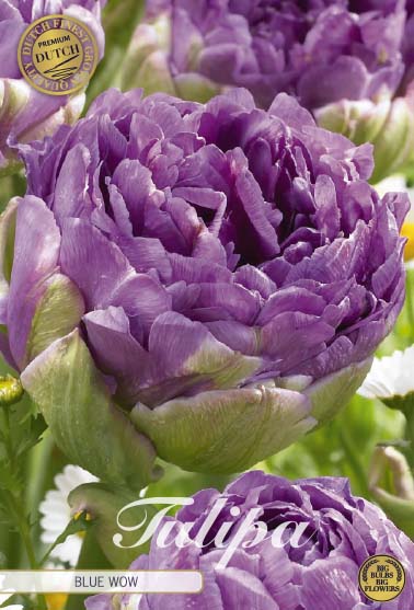 Tulipa Blue Wow (premium) 7-pack