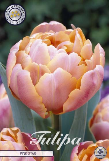 Tulipa Pink Star 7-pack