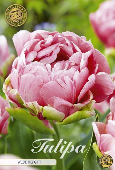 Tulipa Wedding Gift 7-pack