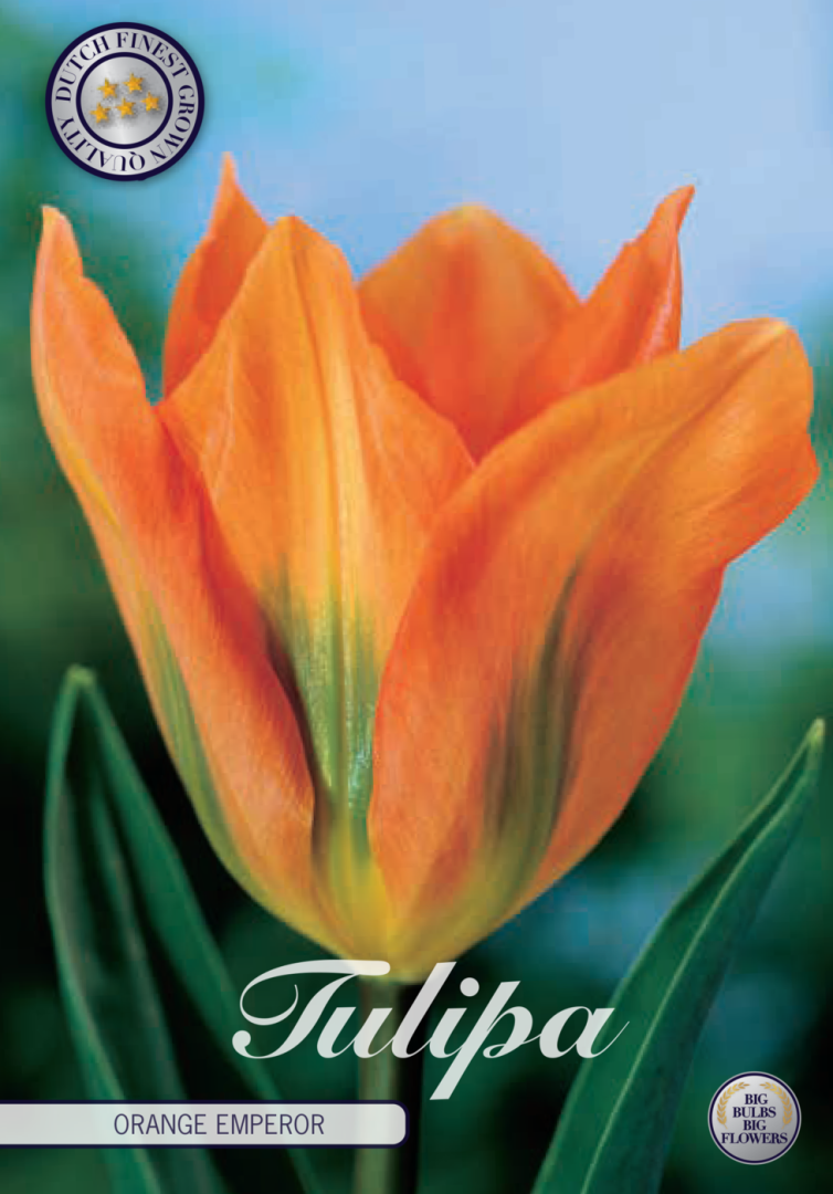 Tulipa Orange Emperor 10-pack