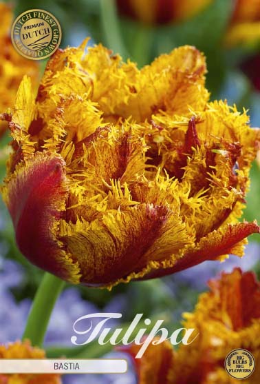 Tulipa Bastia (premium) 7-pack