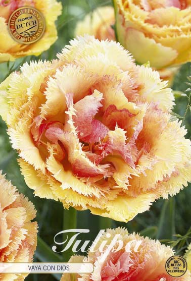 Tulipa Vaya Con Dios (premium) 5-pack