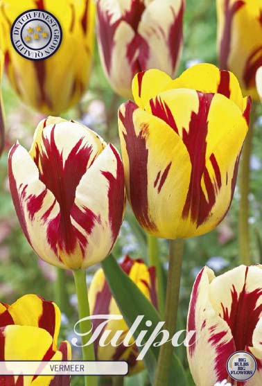 Tulipa Vermeer 10-pack