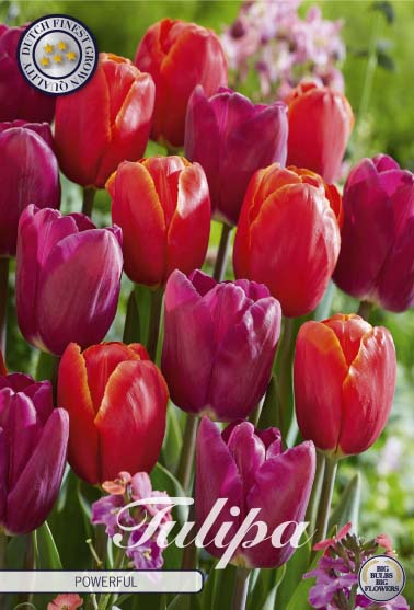 Tulipa Powerful 10-pack