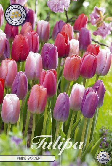 Tulipa Pride Garden 10-pack
