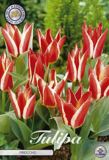 Tulipa Pinocchio 7-pack
