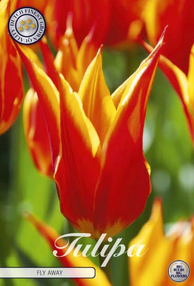 Tulipa Fly Away 7-pack