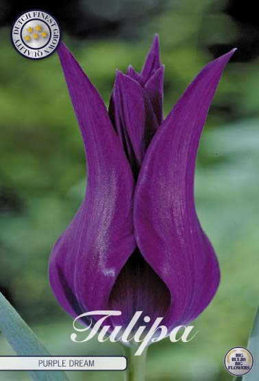 Tulipa Purple Dream 7-pack