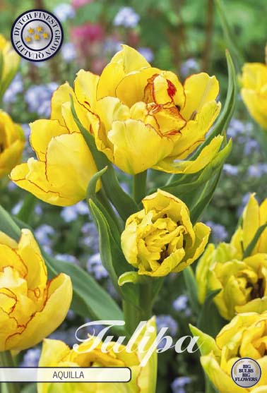 Tulipa Aquilla 7-pack