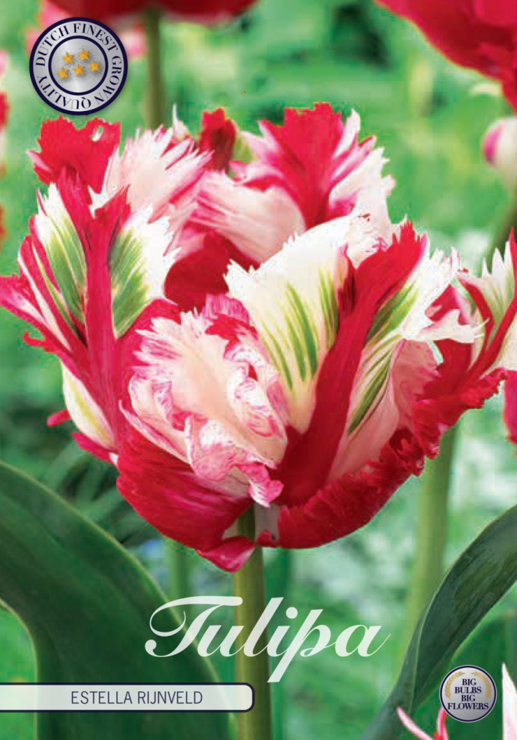Tulipa Estella Rijnveld 7-pack