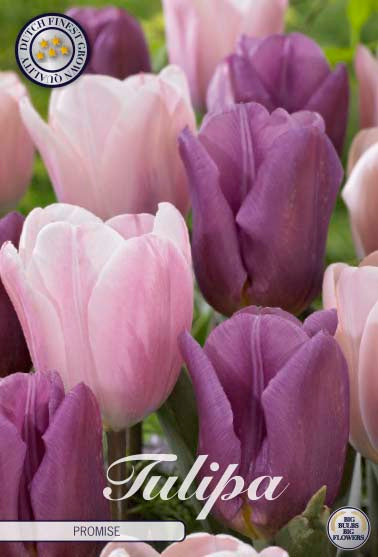 Tulipa Promise 10-pack