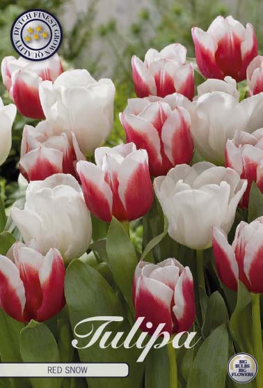 Tulipa Red Snow 10-pack
