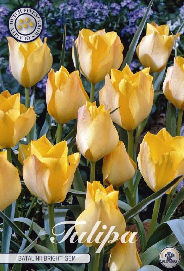 Tulipa Batalinii Bright Gem 10-pack