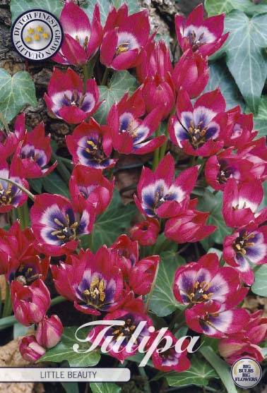 Tulipa Little Beauty 10-pack