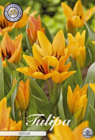 Tulipa Praestans Shogun 10-pack