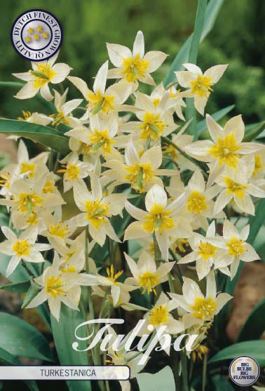 Tulipa Turkestanica 10-pack