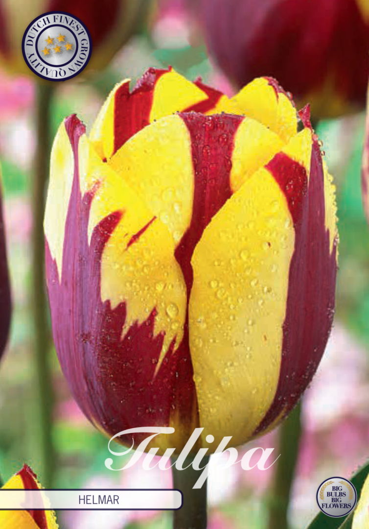 Tulipa Helmar 7-pack