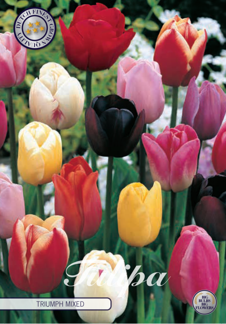 Tulipa Triumph Mixed 10-pack
