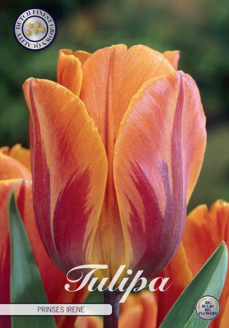 Tulipa Prinses Irene 7-pack