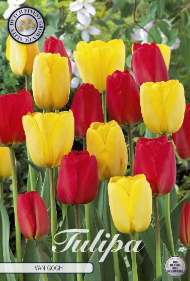 Tulipa Van Gogh 10-pack