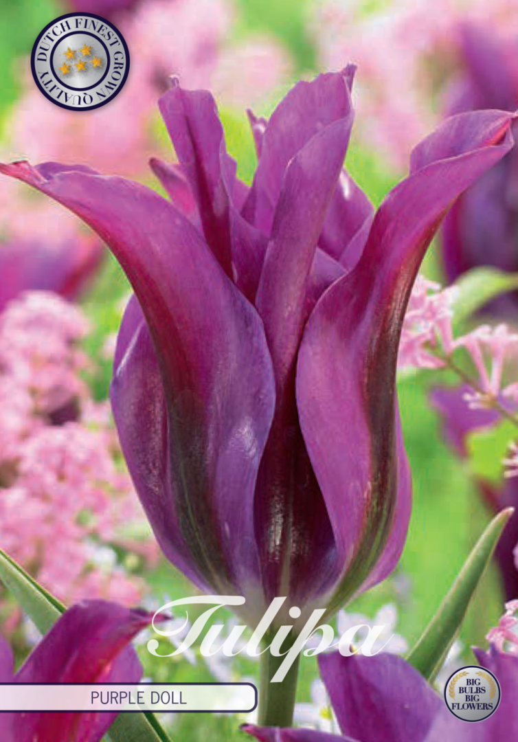 Tulipa Purple Doll 7-pack