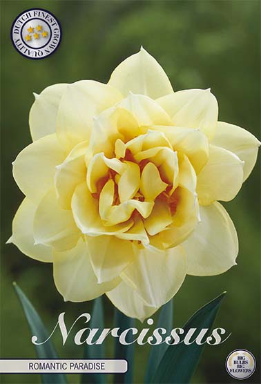 Narcissus Romantic Paradise (NEW) 5-pack