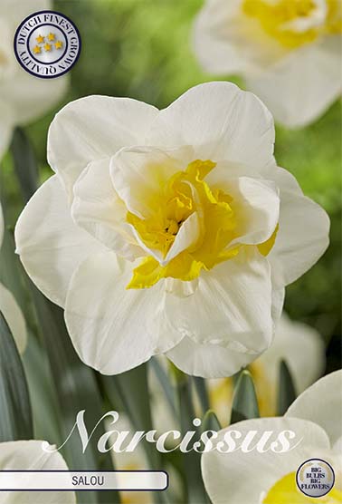 Narcissus Salou (NEW) 5-pack