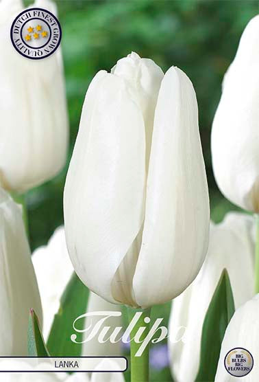 Tulipa Lanka (NEW) 7-pack