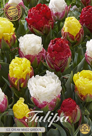 Tulipa Ice Cream Garden (NEW) 5-pack