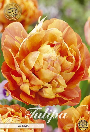 Tulipa Valdivia (NEW) 7-pack