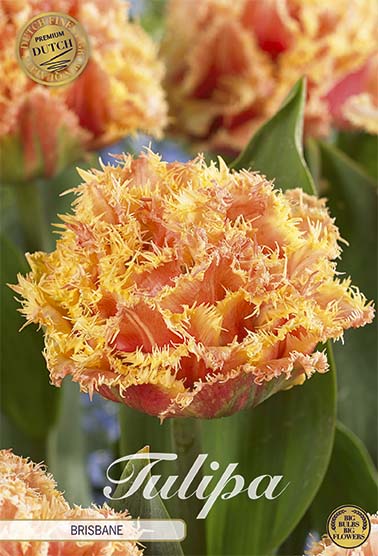 Tulipa Brisbane (premium) (NEW) 7-pack
