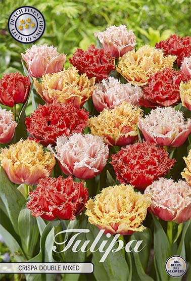 Tulipa Crispa Double Mixed (premium) (NEW) 10-pack