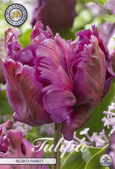 Tulipa Negrita Parrot (NEW) 7-pack
