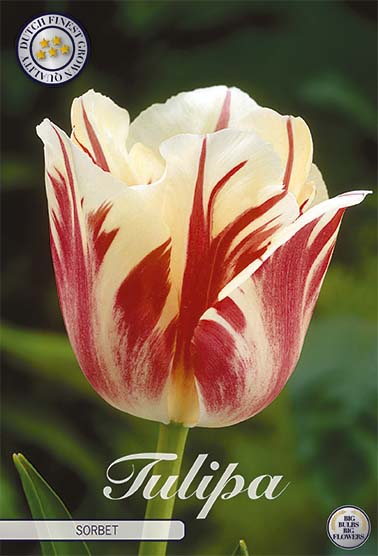 Tulipa Sorbet (NEW) 7-pack