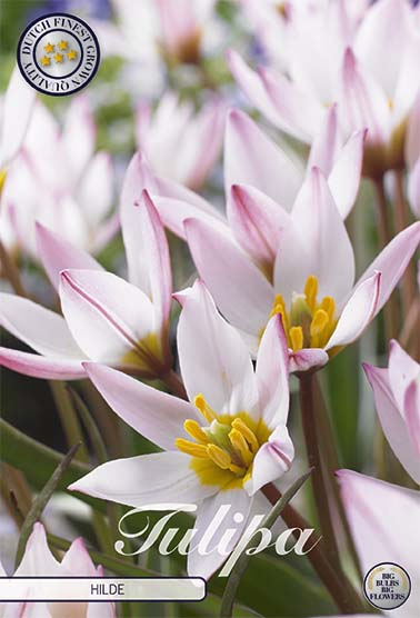 Tulipa Hilde (NEW) 10-pack