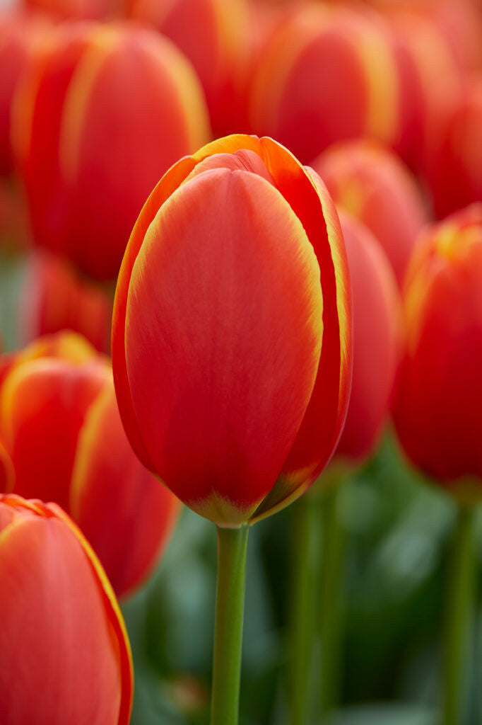 Tulipa World's Favourite 7-pack