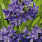 Agapanthus Blue 1-pack - Svedberga Plantskola AB - Köp växter Online med hemleverans.