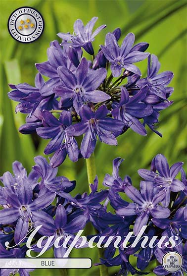 Agapanthus Blue 1-pack - Svedberga Plantskola AB - Köp växter Online med hemleverans.