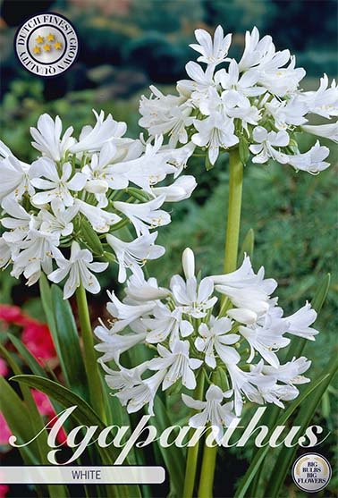 Agapanthus White 1-pack - Svedberga Plantskola AB - Köp växter Online med hemleverans.